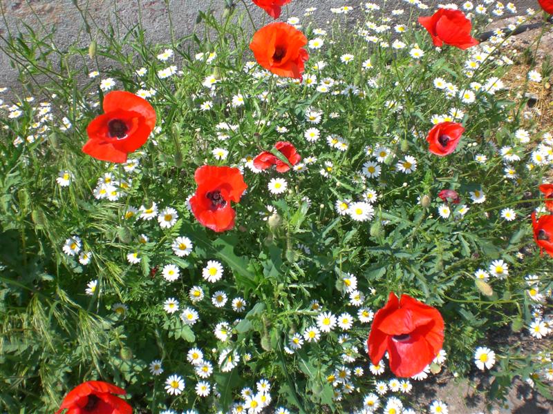 19_05_11 COMTIM -Mohnblumen (4)