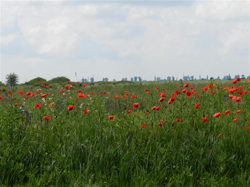 27_05_12 Mohnnblumen Feldblumen Banat (16)