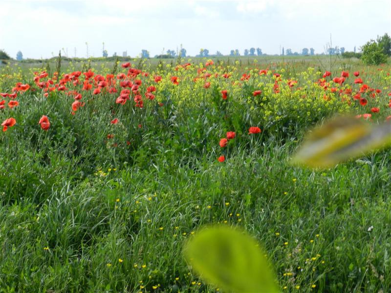 27_05_12 Mohnnblumen Feldblumen Banat (17)