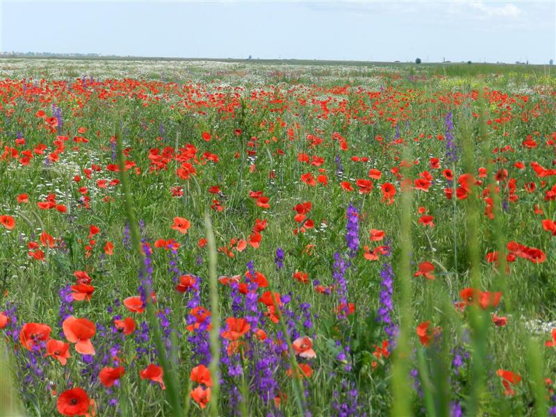 27_05_12 Mohnnblumen Feldblumen Banat (22)