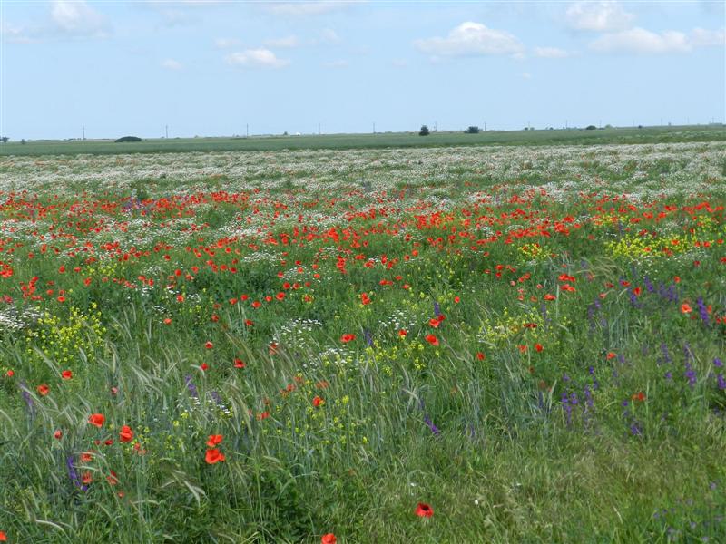 27_05_12 Mohnnblumen Feldblumen Banat (27)