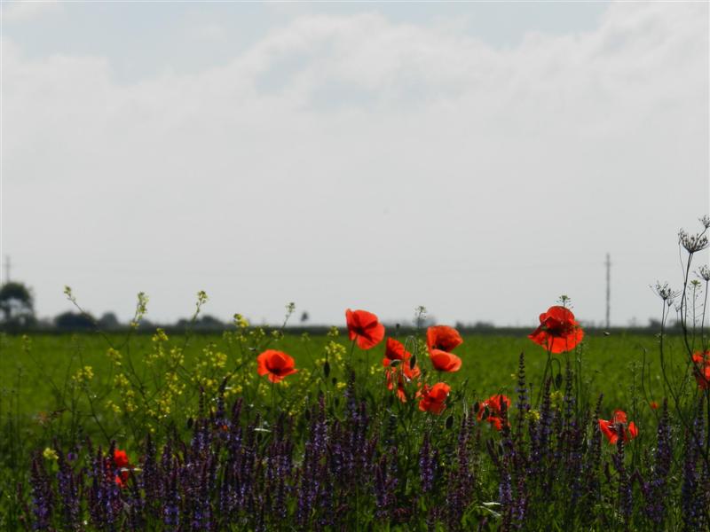 27_05_12 Mohnnblumen Feldblumen Banat (3)