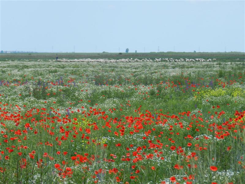 27_05_12 Mohnnblumen Feldblumen Banat (31)