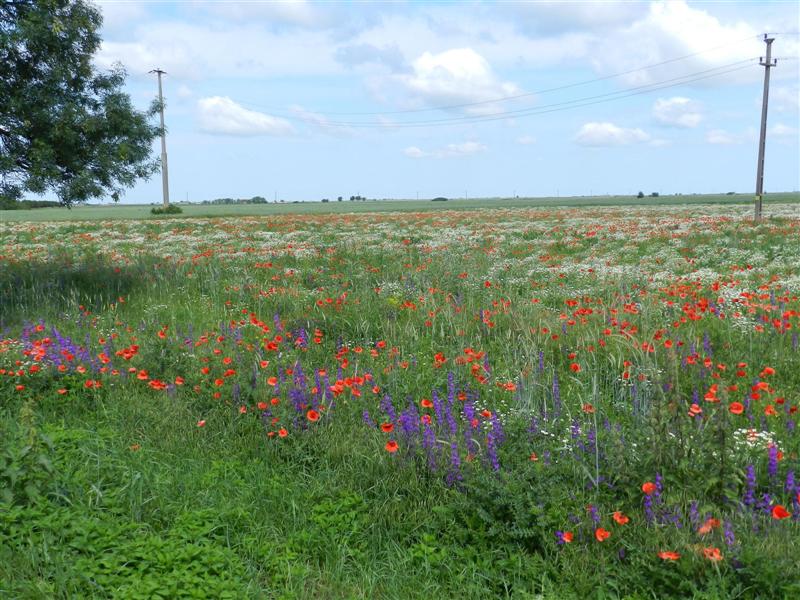 27_05_12 Mohnnblumen Feldblumen Banat (32)