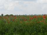 27_05_12 Mohnnblumen Feldblumen Banat (16)