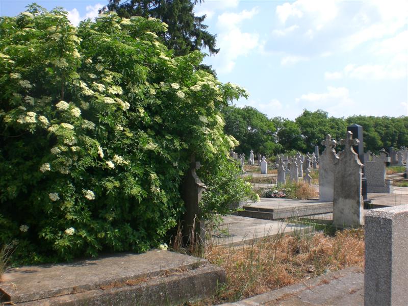 19_05_11 Friedhof GrJ (18)