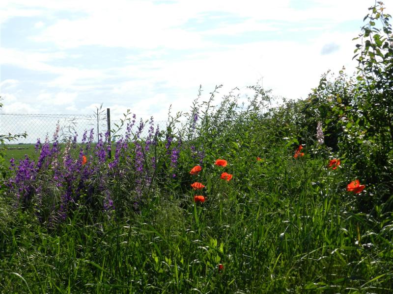 27_05_12 Friedhof KlJ (5)