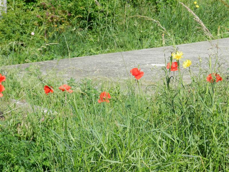 27_05_12 Friedhof KlJ (6)