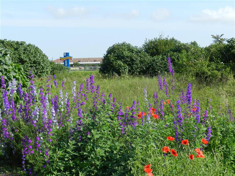 27_05_12 Friedhof KlJ (8)