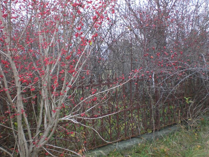 Friedhof KlJ 11_2010 (4)