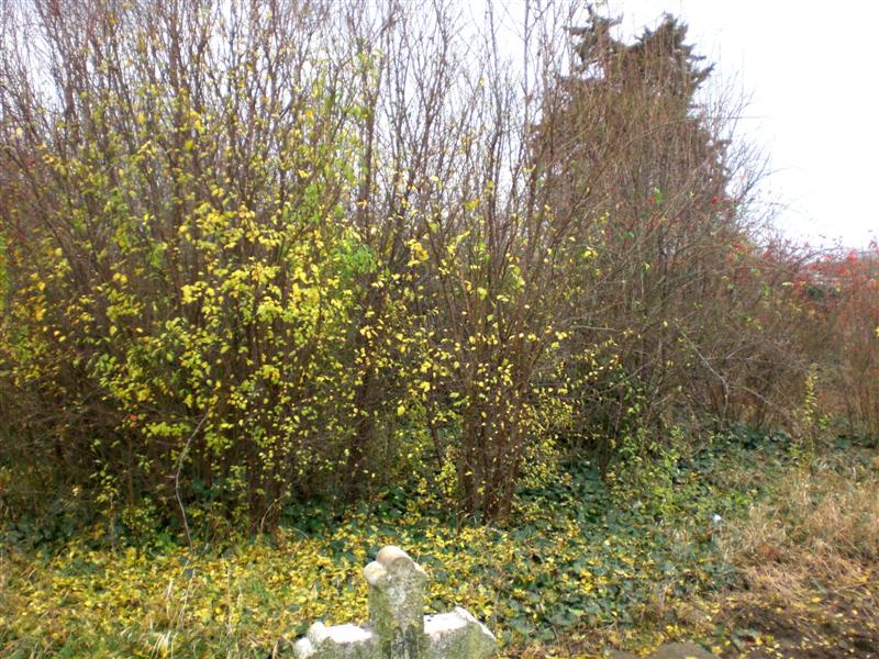 Friedhof KlJ 11_2010