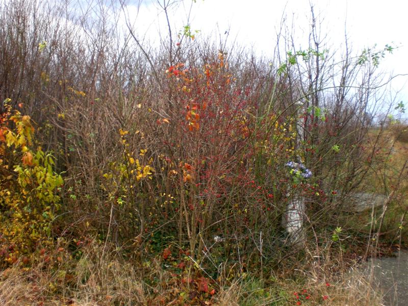 Panorama Friedhof KlJ 11_2010 (5)